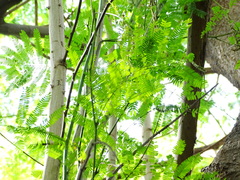 Senegalia polyphylla