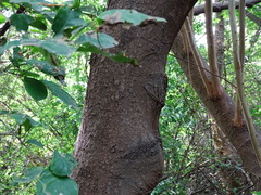 Senegalia polyphylla