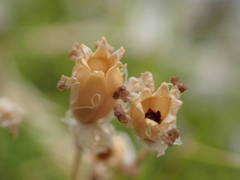 Silene saxifraga