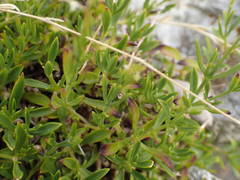 Silene saxifraga