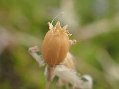 Silene saxifraga