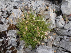 Silene saxifraga