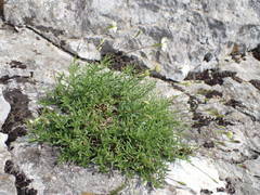 Silene saxifraga