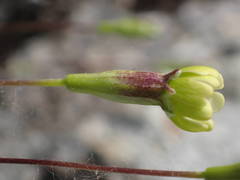 Silene saxifraga