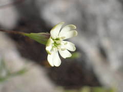 Silene saxifraga