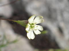 Silene saxifraga