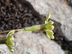Silene saxifraga