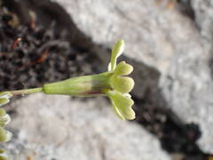 Silene saxifraga
