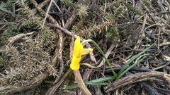 Narcissus cyclamineus