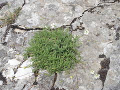 Silene saxifraga