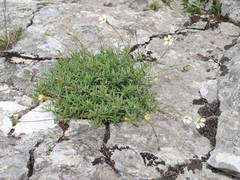 Silene saxifraga