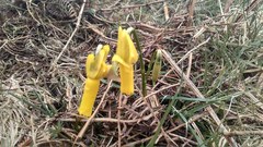 Narcissus cyclamineus