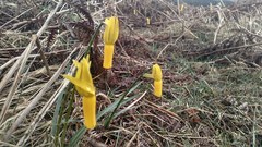 Narcissus cyclamineus