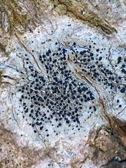 Lecidella elaeochroma