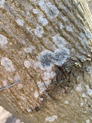 Lecidella elaeochroma