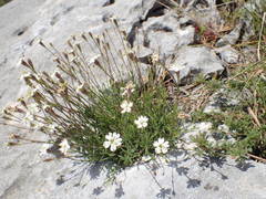 Silene saxifraga