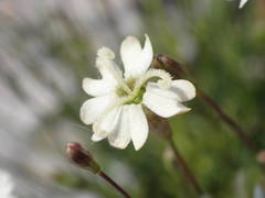 Silene saxifraga