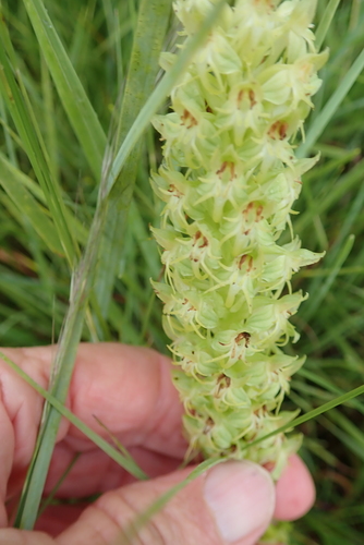 Image of Habenaria dregeana by no rights reserved