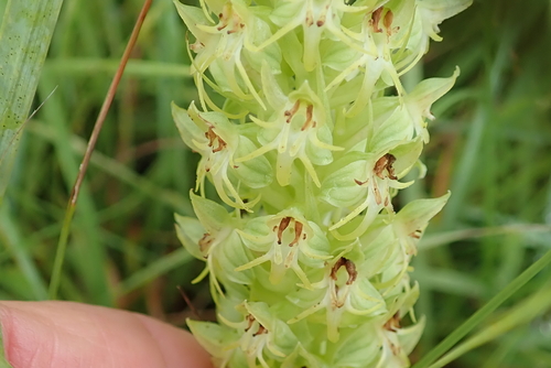 Image of Habenaria dregeana by no rights reserved
