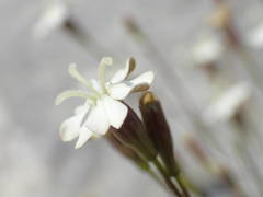 Silene saxifraga