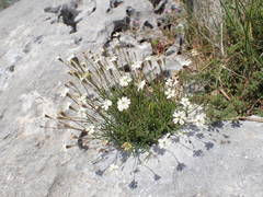 Silene saxifraga
