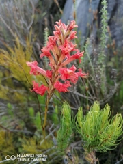 Tritoniopsis triticea