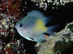 Yellowfin Damsel photo 4