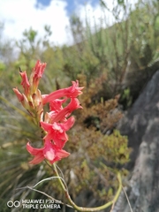Tritoniopsis triticea
