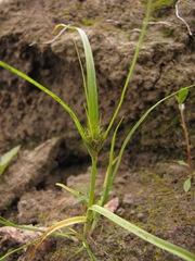 Carex bohemica