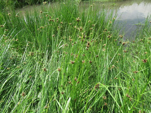 Bolboschoenus planiculmis iNat (1)