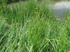 Bolboschoenus planiculmis