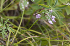 Allium vodopjanovae
