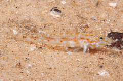 Nesogobius