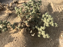 Herniaria hemistemon