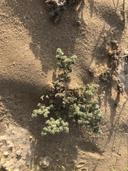 Herniaria hemistemon