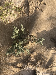 Herniaria hemistemon