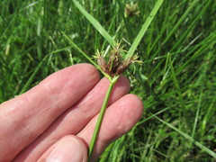 Bolboschoenus planiculmis