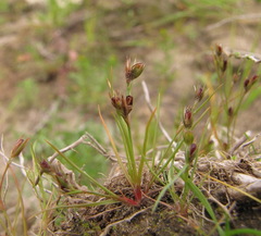 Juncus ranarius