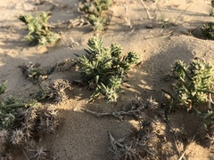 Gymnocarpos sclerocephalus