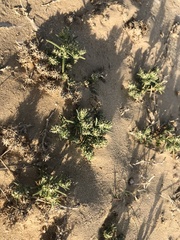 Gymnocarpos sclerocephalus