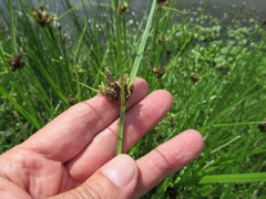 Bolboschoenus planiculmis