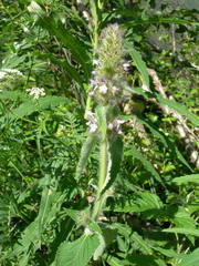 Stachys balansae