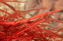 Stigmatopora harastii