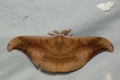 Antheraea platessa