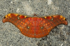 Antheraea larissa