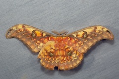 Antheraea larissa