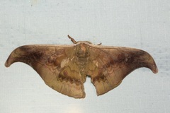 Antheraea platessa