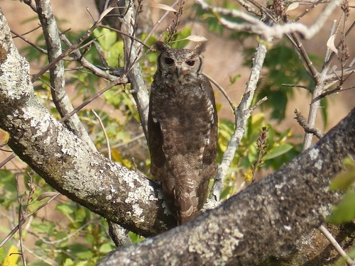 Grayish Eagle-Owl