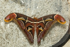Archaeoattacus malayanus