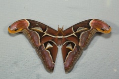Archaeoattacus malayanus